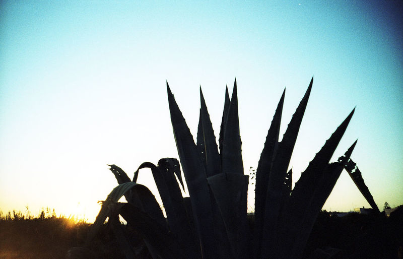 Close-up of silhouette plant on field against clear sky