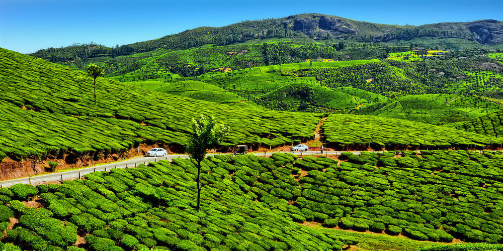 Scenic view of agricultural field