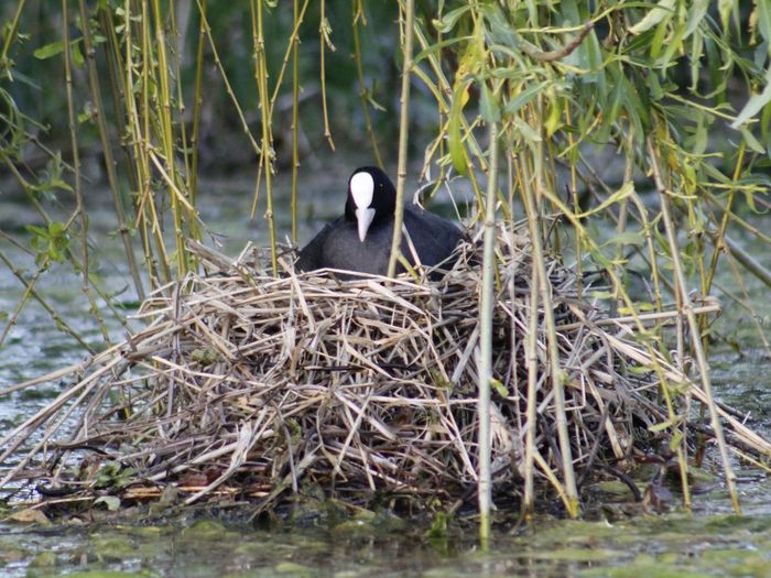 Bird perching on nest in lake