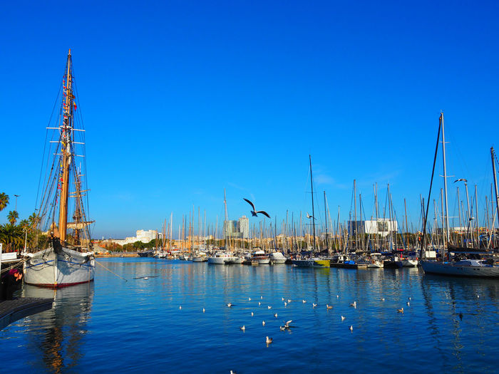 Sailboats in harbor against clear blue sky