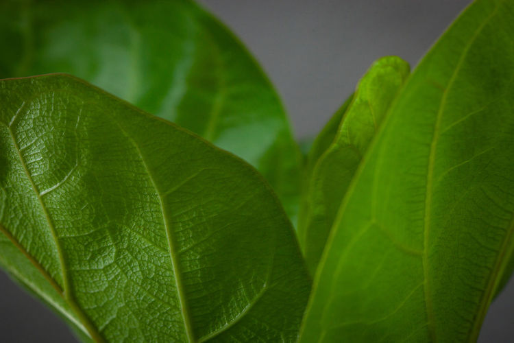 Close-up of green leaves