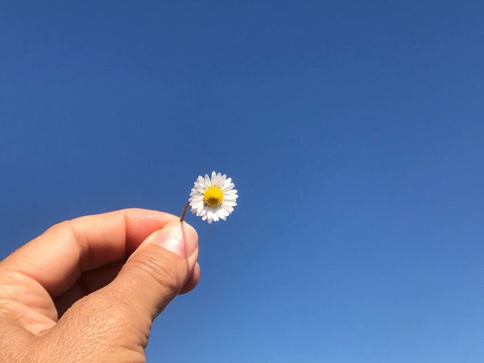 Close-up of hand holding dandelion against blue sky
