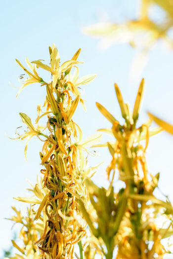 Close-up of yellow flowers against blurred background