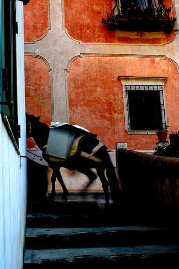 Horse cart on wall of building