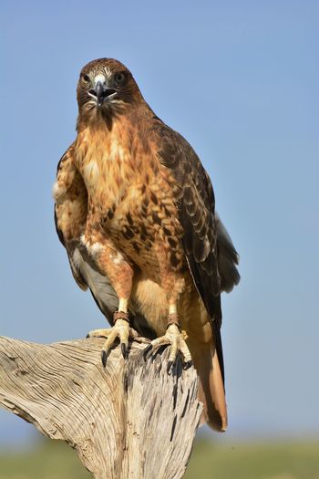 Eagle perching on wood against clear sky