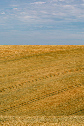 Cereal crops growing on a hillside in the south downs in sussex, on a sunny summers day
