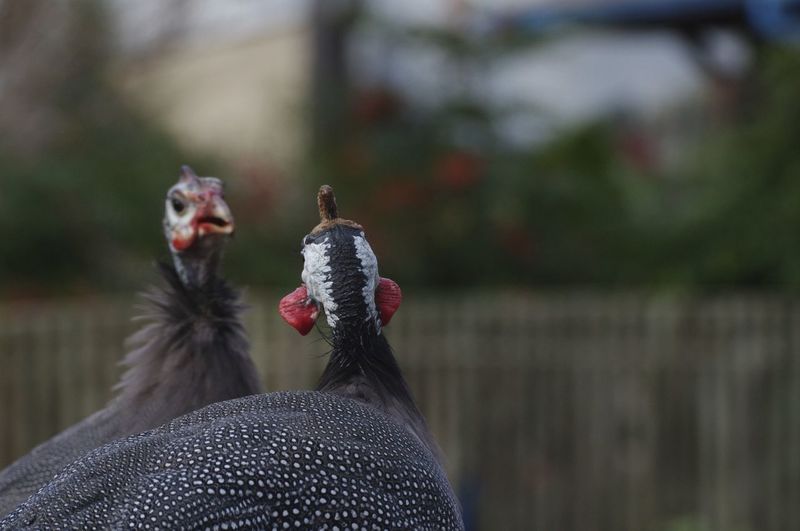 Guinea fowls at zoo