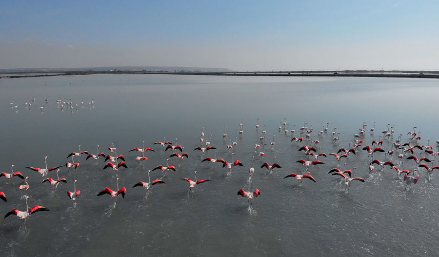 High angle view of birds flying over lake