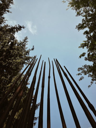 Low angle view of bamboo trees against sky