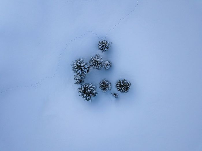 High angle view of snow covered plants
