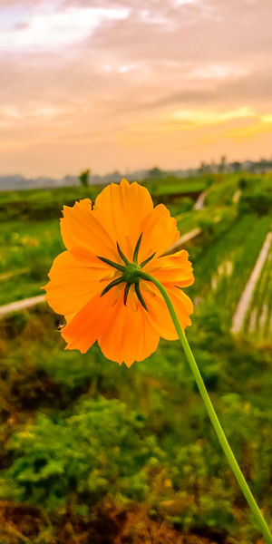 Close-up of orange flower on field against sky during sunset