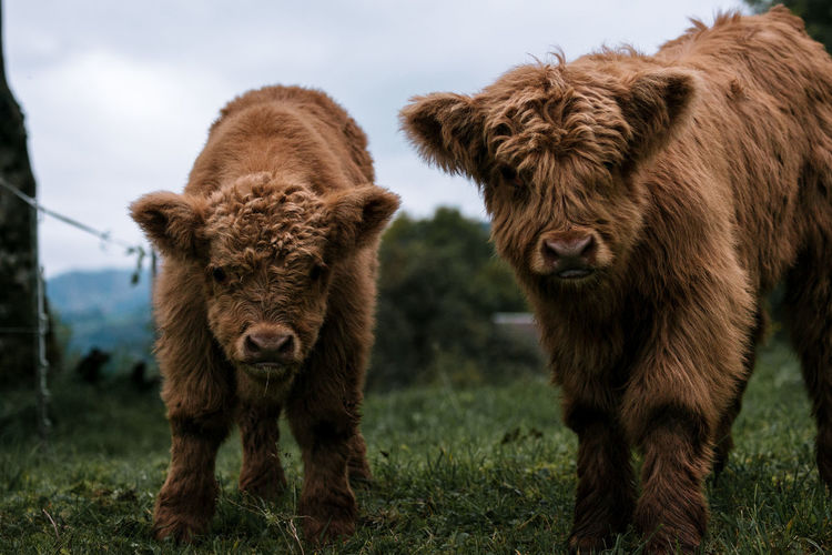 Portrait of highland cattle against sky
