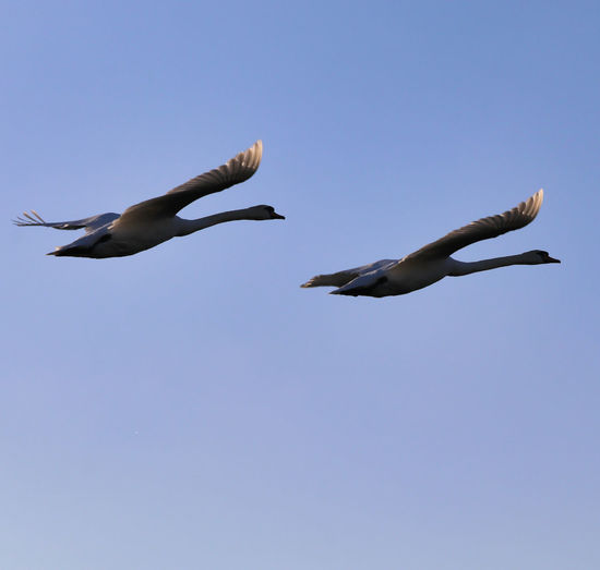 Low angle view of swans flying