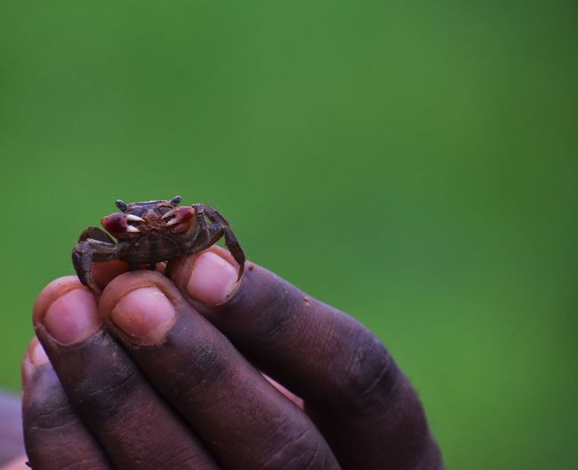 Close-up of hand holding tiny crab