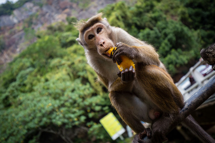 Monkey eating food while sitting on railing