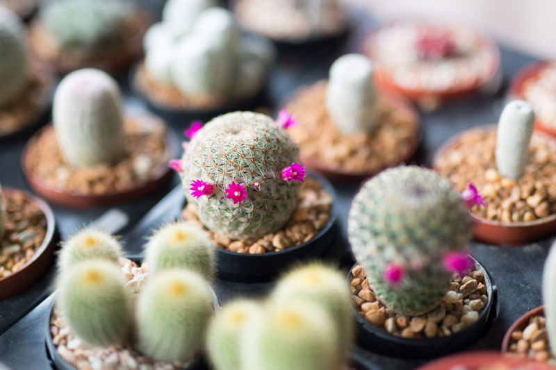 Close-up of cacti in seedling tray