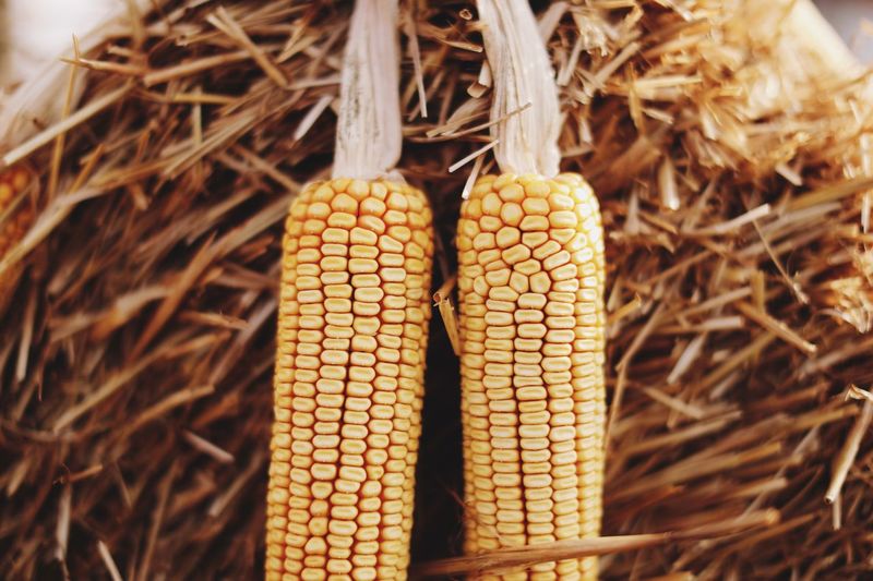 Close-up of corns on hay at farm
