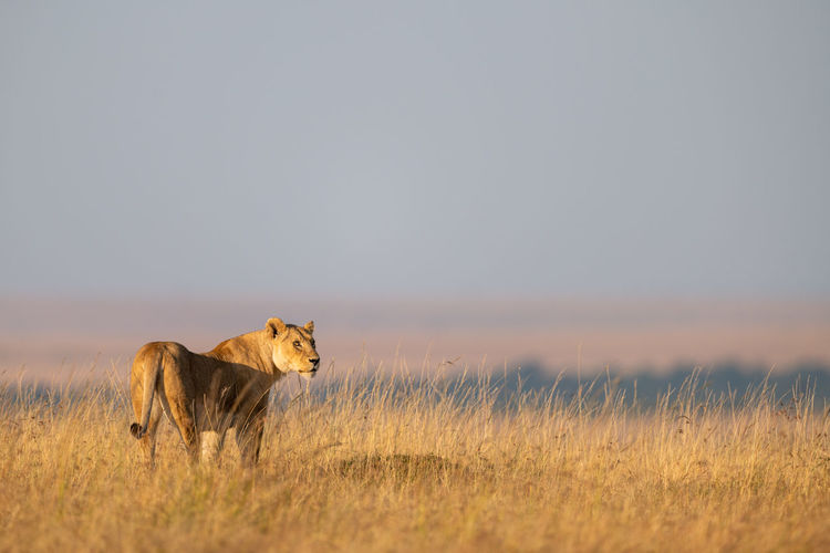 Lioness standing on grassy field against clear sky
