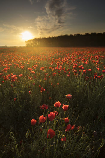 Red poppies growing on field against sky during sunset