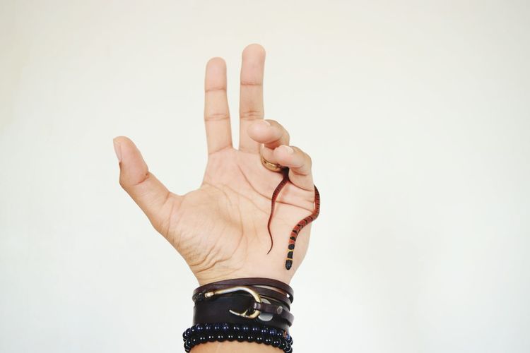 Cropped hand wearing bracelets while holding snake against white background