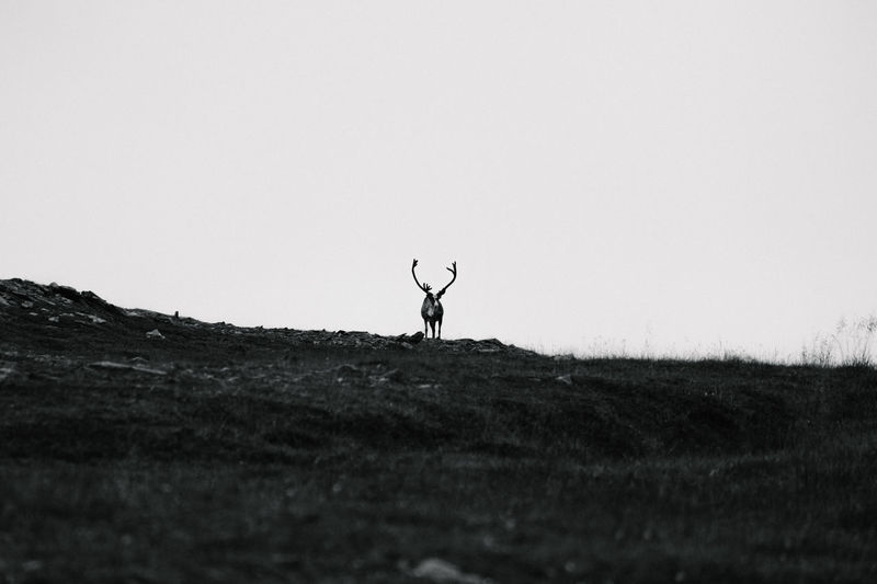 Deer on field against clear sky