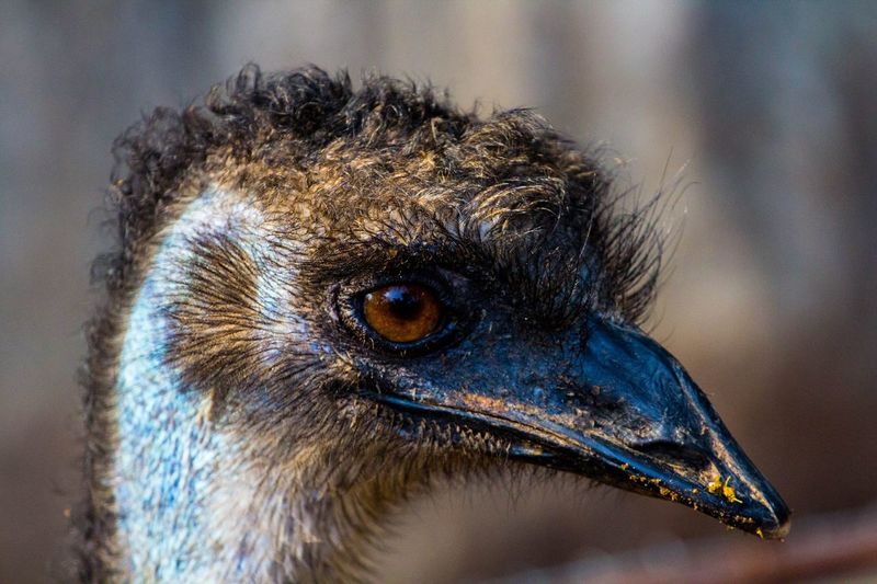 Close-up of emu looking away