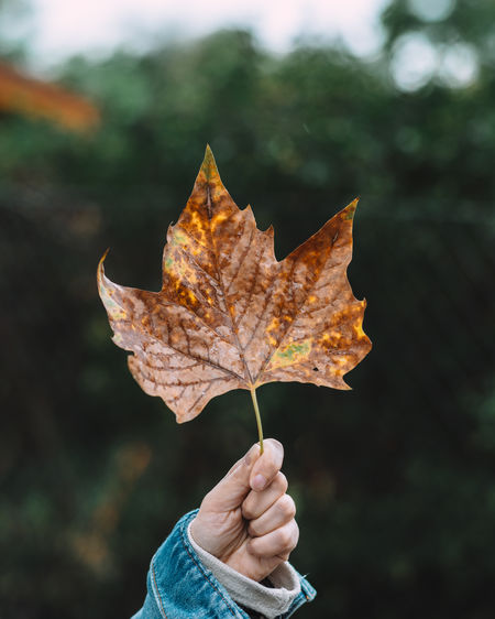 Close-up of person holding maple leaf during autumn