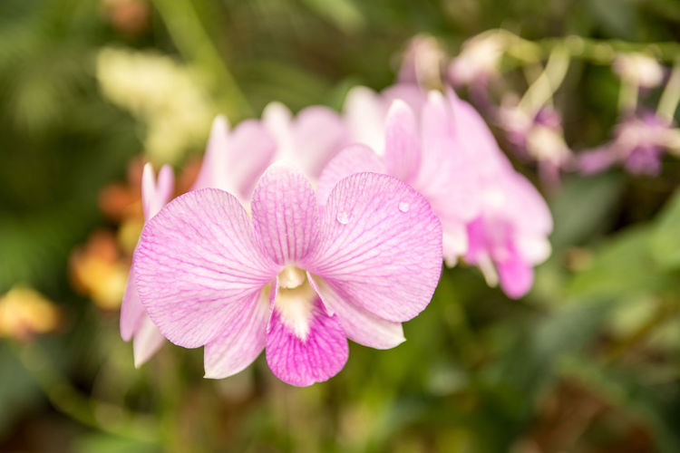 Close-up of pink orchids blooming in garden