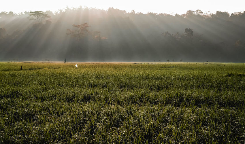 Rice field area with rice paddies and beautiful morning sun