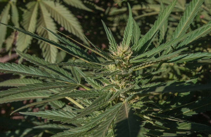 Close-up of cannabis plant