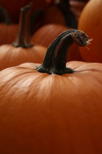 Close-up of pumpkin on hand