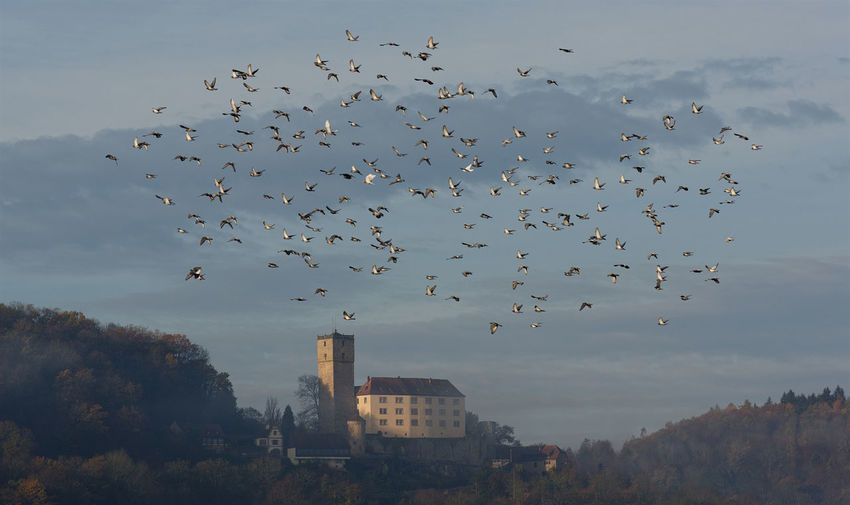 Flock of birds flying over buildings
