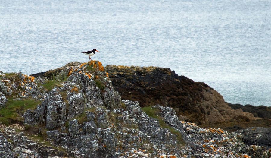 Bird on rock in sea