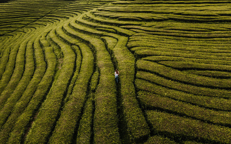High angle view of woman walking amidst plants on land