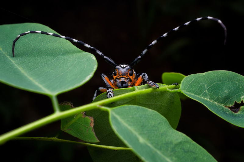 Longhorn beetle in tropical forest of thailand. threnetica lacrymans