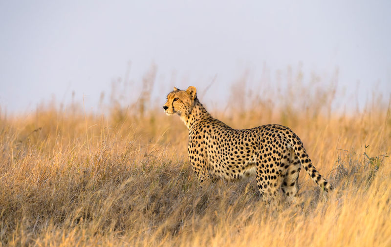 Cheetah male walking and looking for prey