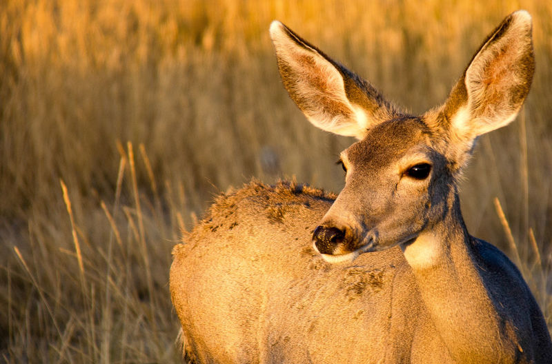 Portrait of a mule deer