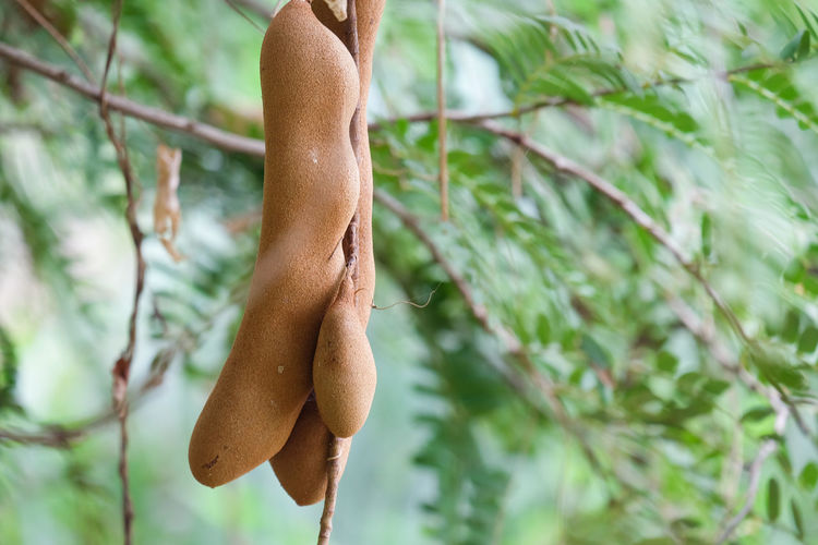 Low angle view of  tamarind hanging on tree