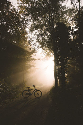 Silhouette bicycle in forest