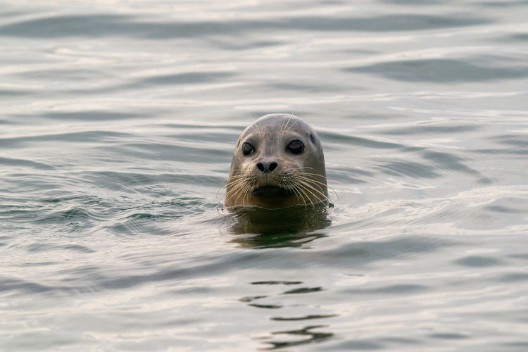Curious lone juvenile harbor seal