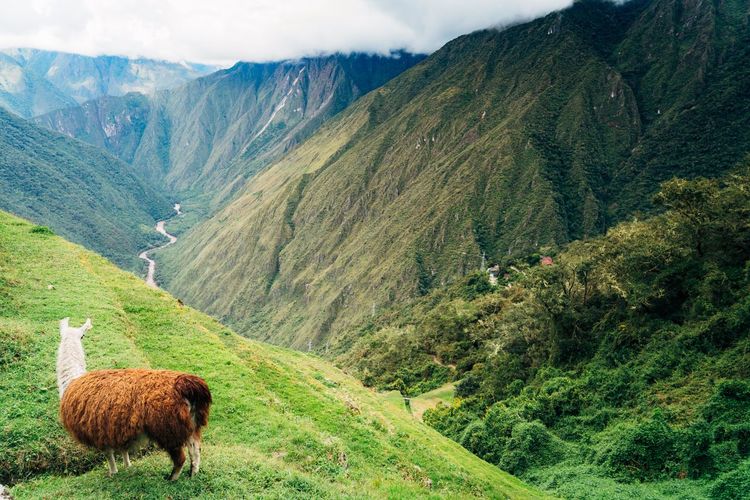 Llama grazing on landscape mountains