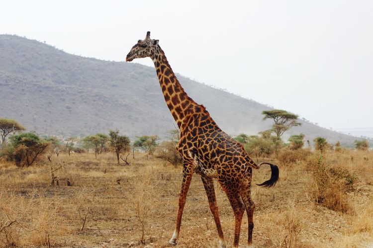 Giraffe standing on landscape against clear sky