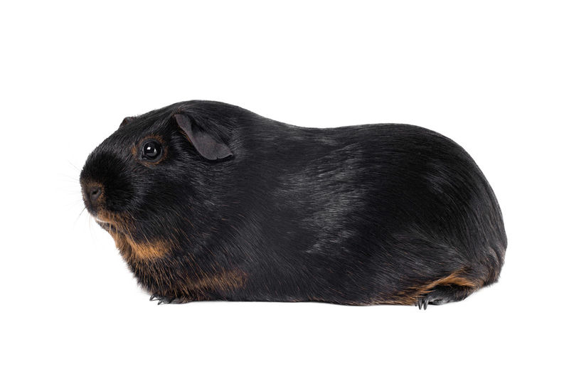 Side view of black dog over white background