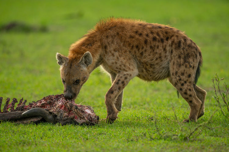 Spotted hyena feeding on carcase on grass