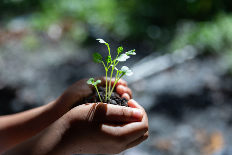 Cropped hands of person holding sapling