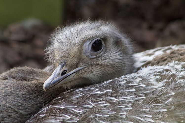 Close-up of a bird