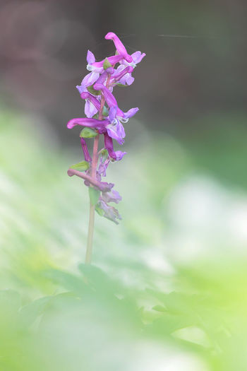 Close-up of pink flower