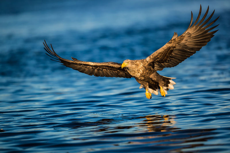 Close-up of eagle flying over sea