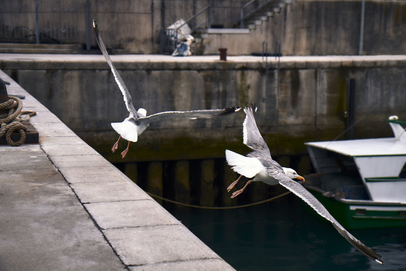 Seagulls in a fishing port on a cloudy spring day