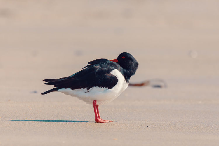 Side view of bird on beach